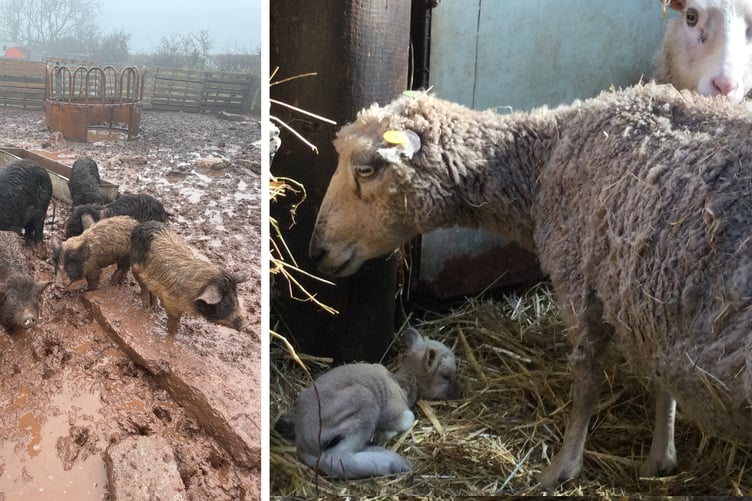Animal suffering, Pembrokeshire