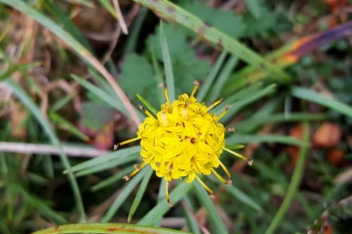 Goldilocks Aster