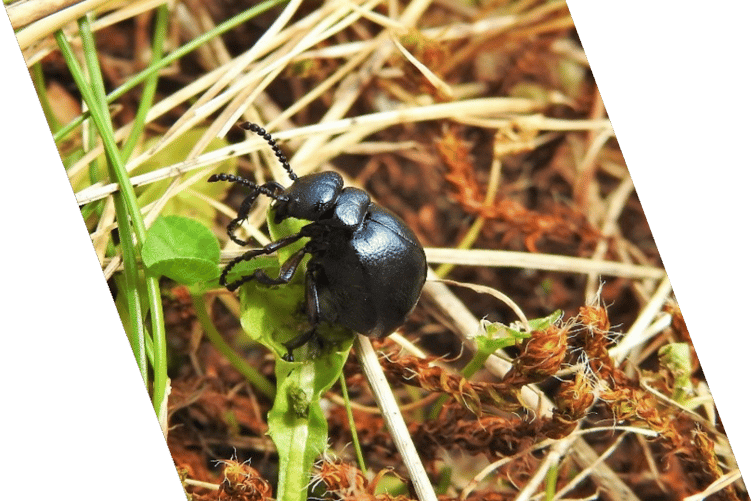 Short-necked Oil Beetle