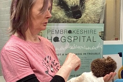Ginny visits schools and clubs, to educate, inform and inspire interest in helping and conserving hedgehogs, a species at risk of extinction.