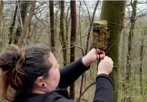 Volunteers needed to detect bats in Pembrokeshire