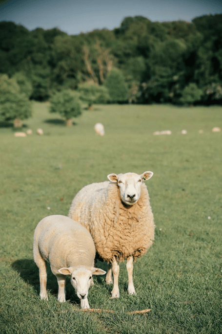 Thin Ewe – Investigation and Management workshop for Welsh Farmers (photo credit NADIS)