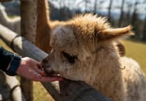 Stay safe visiting open farms on Sunday