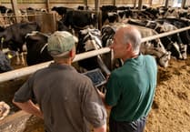 Wales explores use of AI to control livestock infection