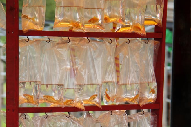 RSPCA Pets as prizes campaign - rack of goldfish in bags