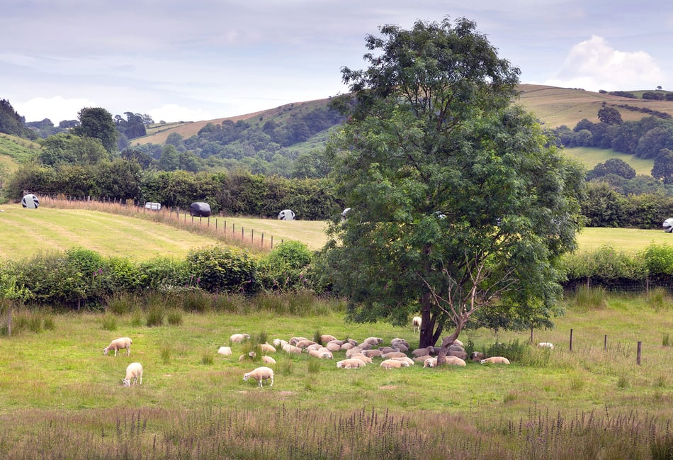 Reaction to new-look sustainable farming scheme