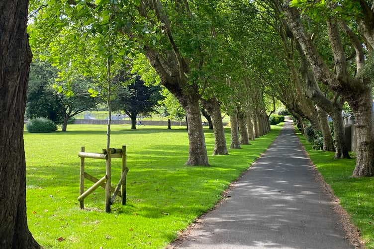 Trees in Pembroke Dock Memorial Park