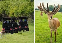 Tenby deer park attraction wins top TripAdvisor award