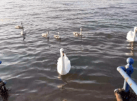 Seven swans a-swimming