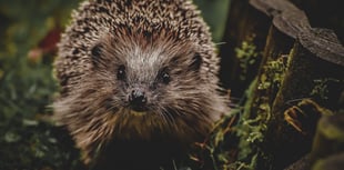 Create a wildlife-friendly winter garden