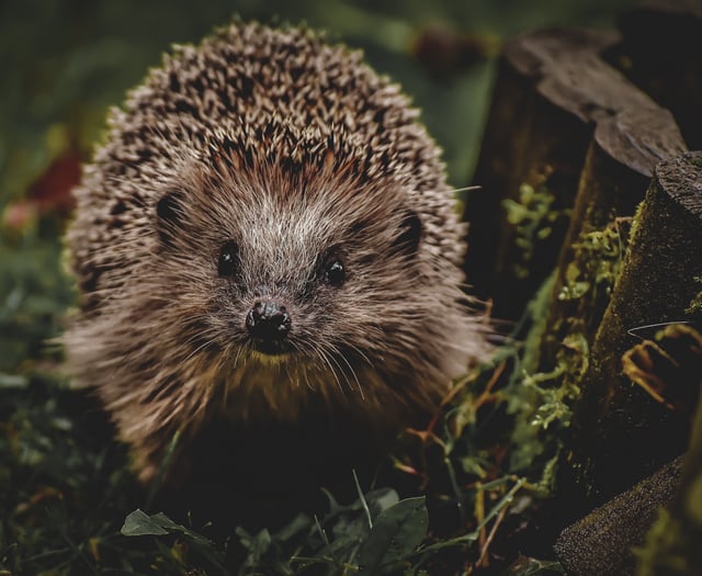 Create a wildlife-friendly winter garden