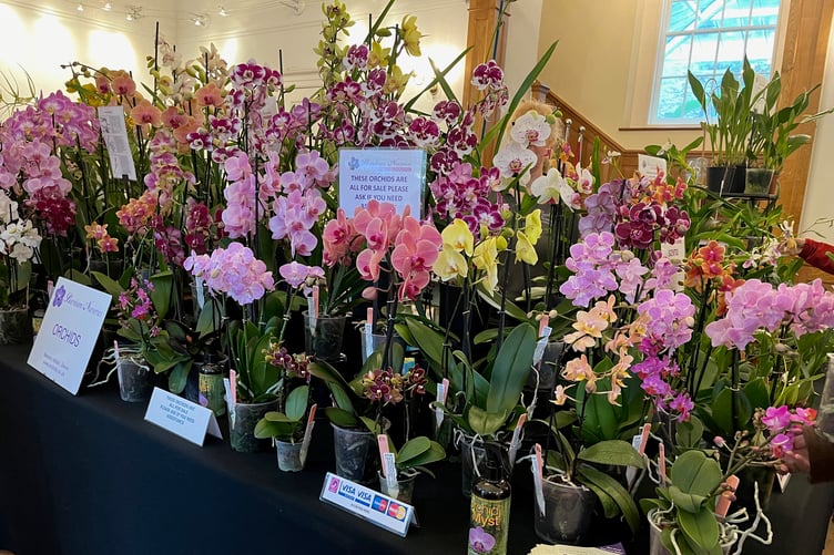 Orchids will fill Aberglasney's Mansion for the Welsh Orchid Festival