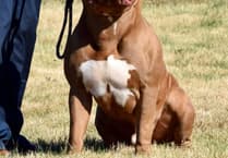 Saundersfoot XL Bully allowed home