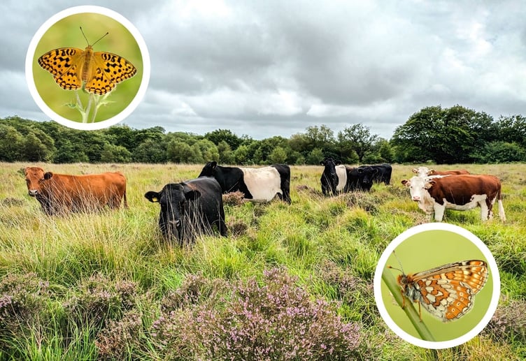 Cows grazing in one of the fields at Caeau Ffos Fach. Inset: Marsh Fritillary butterflies.