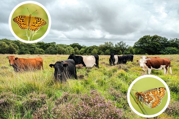 Cows grazing in one of the fields at Caeau Ffos Fach. Inset: Marsh Fritillary butterflies.