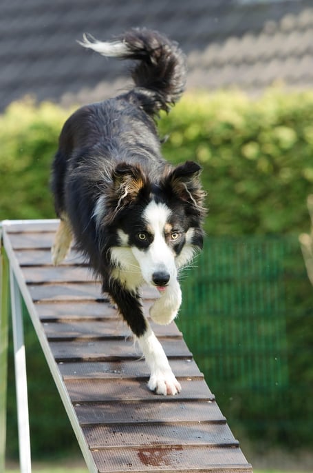 Dog agility