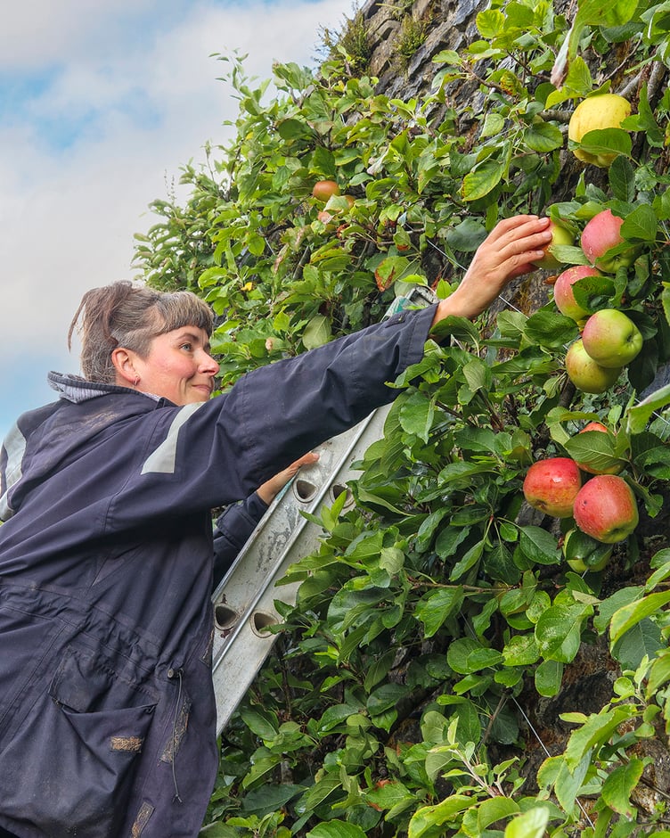 Aberglasney Kitchen Gardener, Hattie Kerr, picking apples