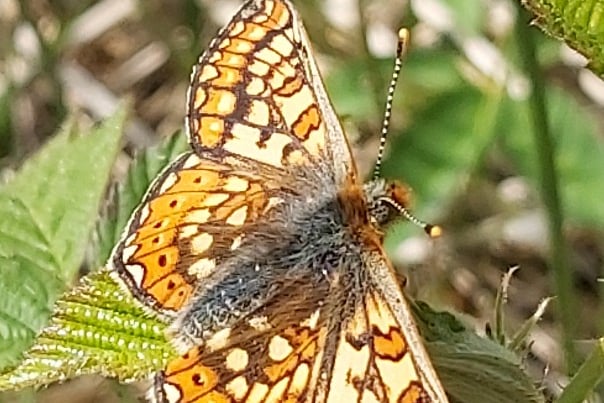 Marsh fritillary at Dyffryn Gwaun