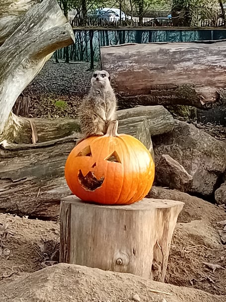 Meerkat on pumpkin at Manor House Wildlife Park