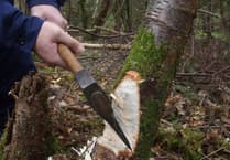 Learn woodland skills in Pembrokeshire