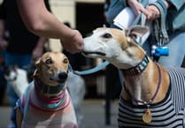Bill to ban greyhound racing in Wales ‘on the rocks’