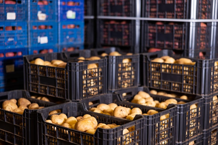 Raw, washed potatoes in crates