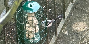 Long-tailed tit visits town garden, Pembroke Dock