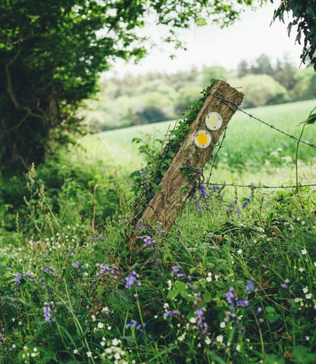 Countryside - bluebells, walk