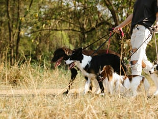 Dog owners reminded: Enjoy countryside responsibly