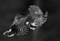 Tenby Camera Club ‘Mono’ medal winners announced