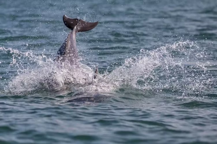 dolphin-splashing-water-at-cardigan-bay-wales