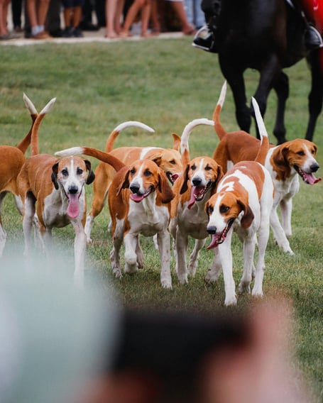 English Foxhound dogs on grass