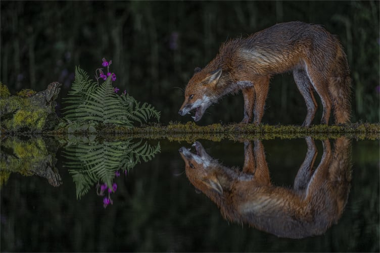 Charlie Kidd’s ‘Fox with reflection’ gained most points from all categories in the Fourtograph competition