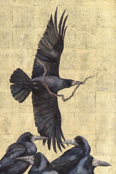Feathers like Blades by Jackie Morris
