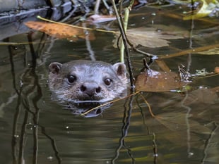New wildlife group to make a splash at Stackpole Community Open Day