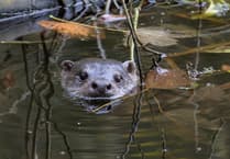 New wildlife group to make a splash at Stackpole Community Open Day