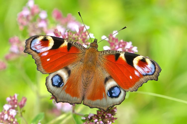 Peacock butterfly