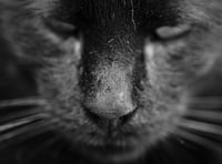 Unveiling Wales' Big Cat Mysteries