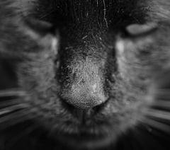 Unveiling Wales' Big Cat Mysteries