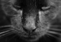 Unveiling Wales' Big Cat Mysteries