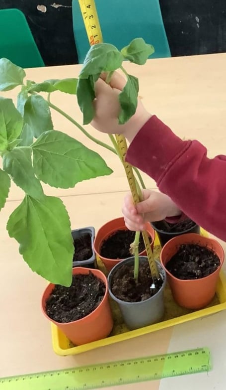 Which sunflower is going to be tallest?