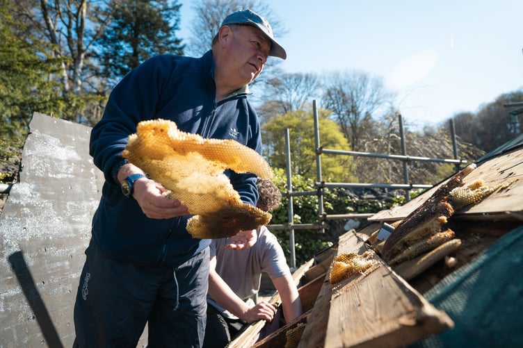 Removal of honeycomb from the roof before the re roofing of the Colby Gazebo in the Walled Garden at Colby Woodland Garden