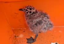 Pembroke Dock business staff's ingenious rescue saves trapped Herring Gull chick