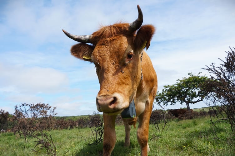 A cow on Fairwood Common wearing a no-fence collar
