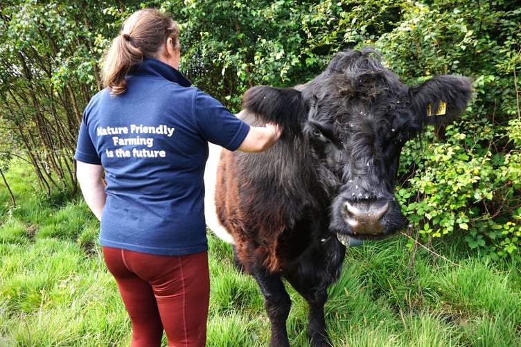 Emma and Stripey the Belted Galloway
